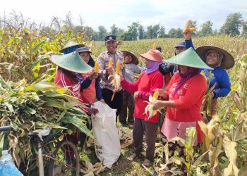 Dukung Penuh Program Ketahanan Pangan, Polri Hadir Saat Panen Raya Jagung di Petak 122 Perhutani