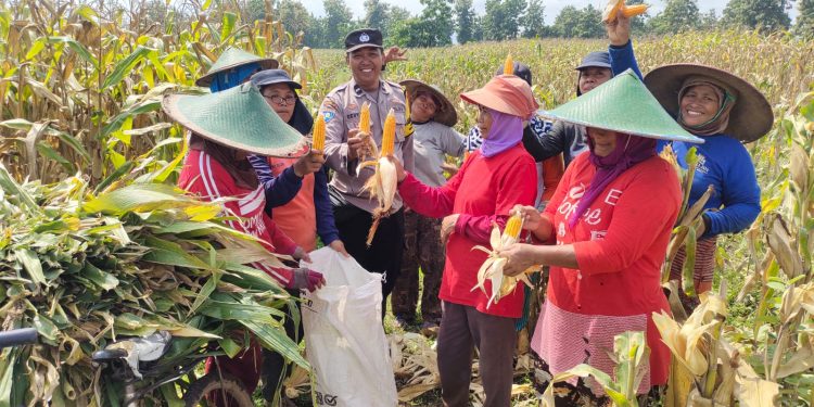 Dukung Penuh Program Ketahanan Pangan, Polri Hadir Saat Panen Raya Jagung di Petak 122 Perhutani