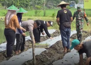 Pemdes Pungpungan Bersama TNI-Polri Kolaborasi Tanami Lahan Kosong Program Hanpangan Berkelanjutan