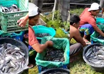 Hendro Iswanto Pengusaha Tuban Rintis Ternak Lele, Dukung Hanpangan