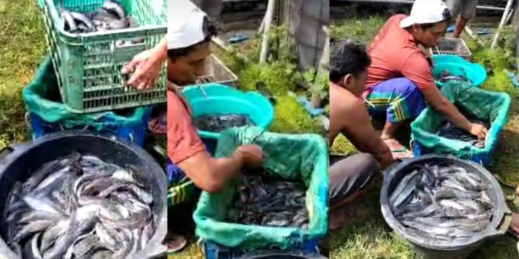 Hendro Iswanto Pengusaha Tuban Rintis Ternak Lele, Dukung Hanpangan