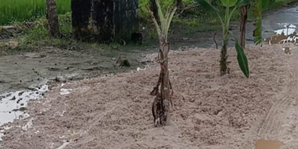 Protes Unik, Warga Nglumber Bojonegoro Tanam Pohon di Jalan Berlubang