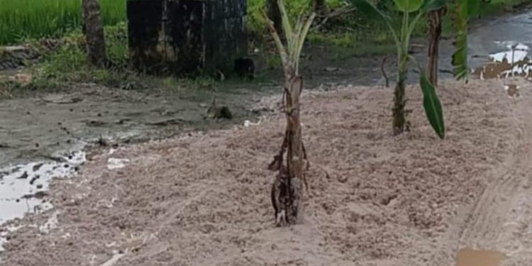 Protes Unik, Warga Nglumber Bojonegoro Tanam Pohon di Jalan Berlubang