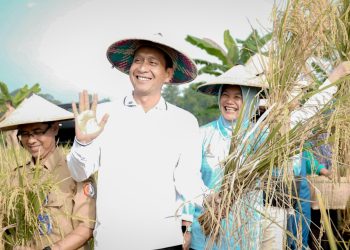 Panen Raya Padi Organik di Bojonegoro Buktikan Tanah Subur dan Petani Sejahtera