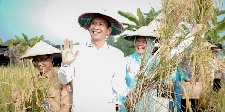 Panen Raya Padi Organik di Bojonegoro Buktikan Tanah Subur dan Petani Sejahtera