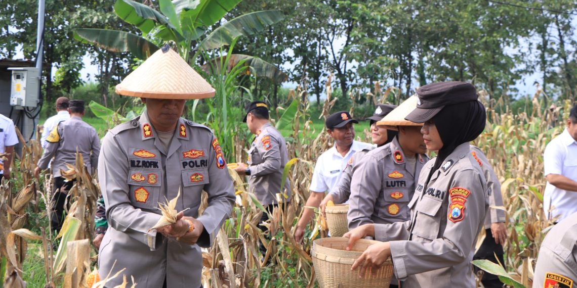 Dukung Asta Cita Presiden, Polres Madiun Panen 1 Ton Jagung