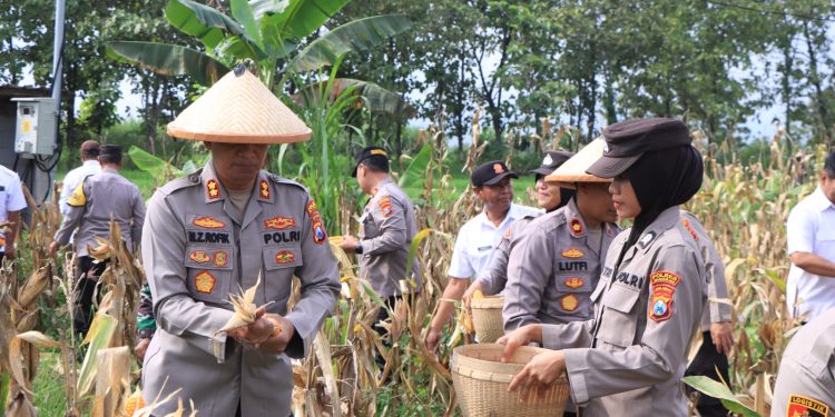 Dukung Asta Cita Presiden, Polres Madiun Panen 1 Ton Jagung