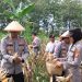 Dukung Asta Cita Presiden, Polres Madiun Panen 1 Ton Jagung