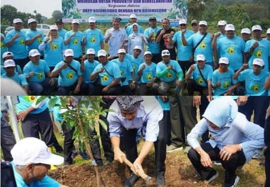 Bupati Bojonegoro Tanam Alpukat, Bisa Memberikan Manfaat dan Lingkungan Lebih Lestari
