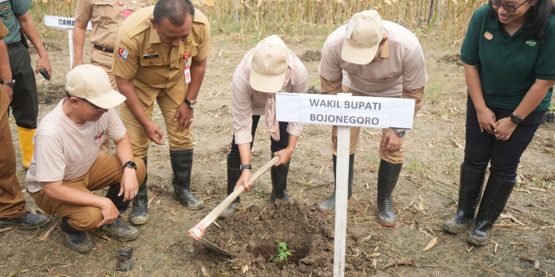 Pemkab Bojonegoro Tanam Perdana Pepaya California di Wilayah Malo