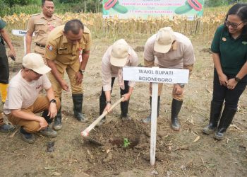 Pemkab Bojonegoro Tanam Perdana Pepaya California di Wilayah Malo