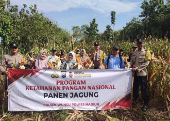 Wujudkan Swasembada Pangan, Polres Madiun Bersama Masyarakat Panen Raya Jagung di Desa Nglambangan