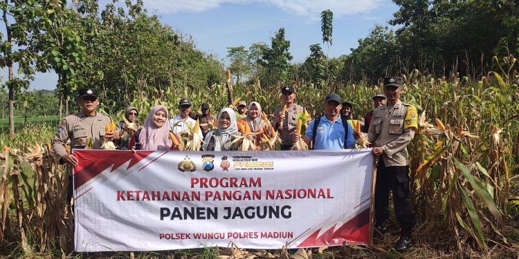 Wujudkan Swasembada Pangan, Polres Madiun Bersama Masyarakat Panen Raya Jagung di Desa Nglambangan