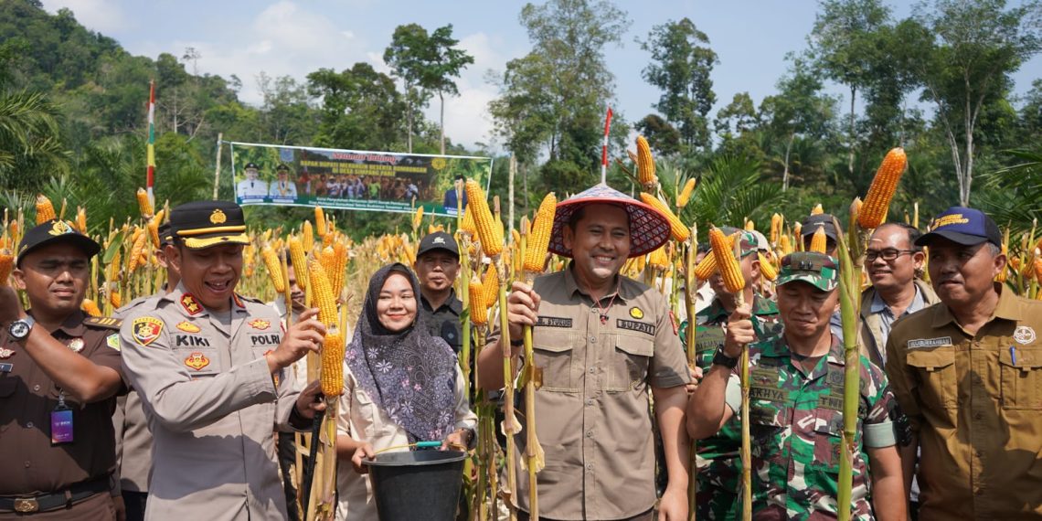 Bupati Merangin Serahkan Gaji Bulan Ini ke Kades Simpang Parit, Apresiasi Panen Perdana Program Satu Desa Satu Hektar Jagung