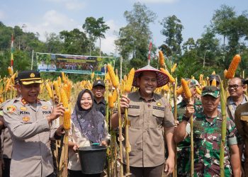 Bupati Merangin Serahkan Gaji Bulan Ini ke Kades Simpang Parit, Apresiasi Panen Perdana Program Satu Desa Satu Hektar Jagung