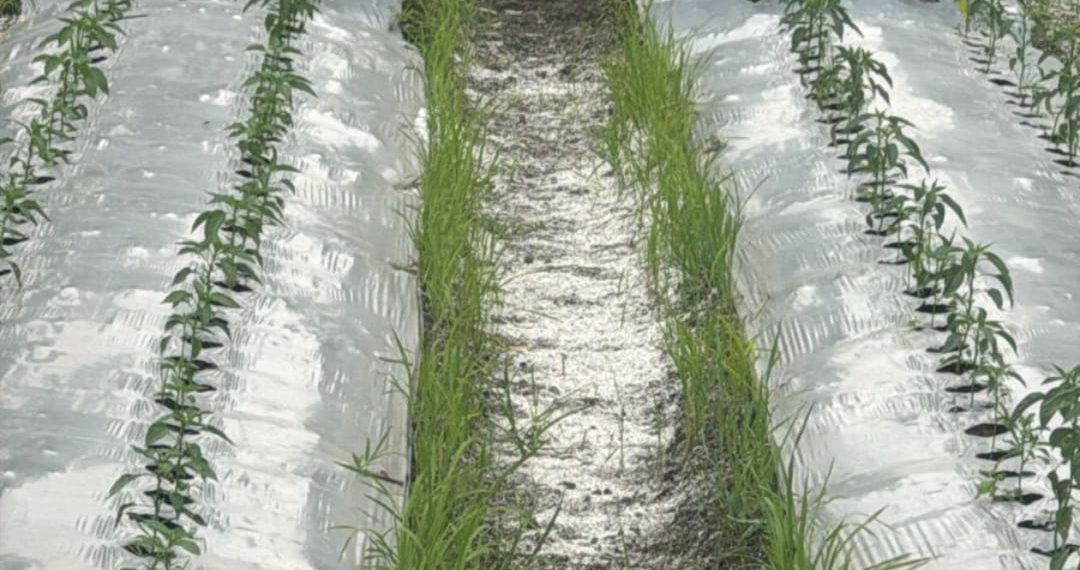 Desa Tutup Mata Terhadap Keluhan Warga: Limbah Plastik Cemari Irigasi Persawahan Sumberjaya