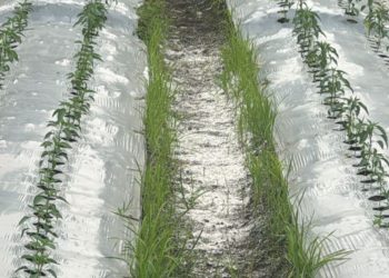 Desa Tutup Mata Terhadap Keluhan Warga: Limbah Plastik Cemari Irigasi Persawahan Sumberjaya