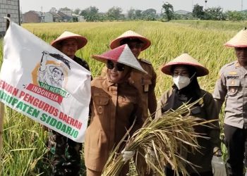 Wabup Sidoarjo Mimik Idayana Apresiasi Panen Raya Padi di Pertapan Maduretno, Inisiasi TMI Dinilai Berhasil