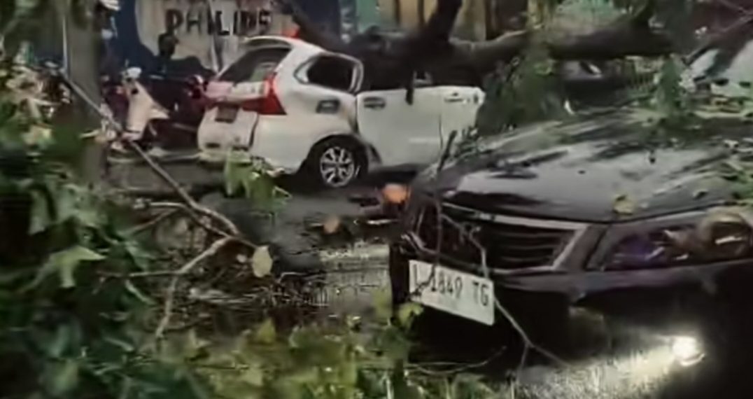 Diterjang Angin Kencang, Pohon Raksasa Roboh Timpa Dua Mobil di Jalan Mojopahit Sidoarjo