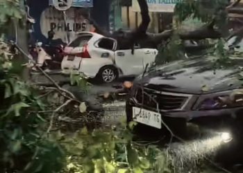 Diterjang Angin Kencang, Pohon Raksasa Roboh Timpa Dua Mobil di Jalan Mojopahit Sidoarjo