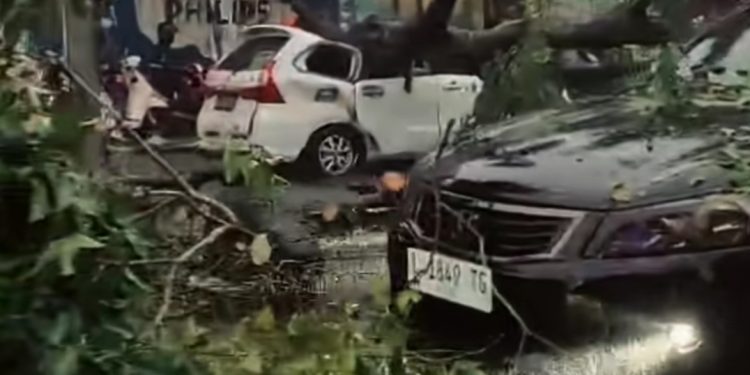 Diterjang Angin Kencang, Pohon Raksasa Roboh Timpa Dua Mobil di Jalan Mojopahit Sidoarjo